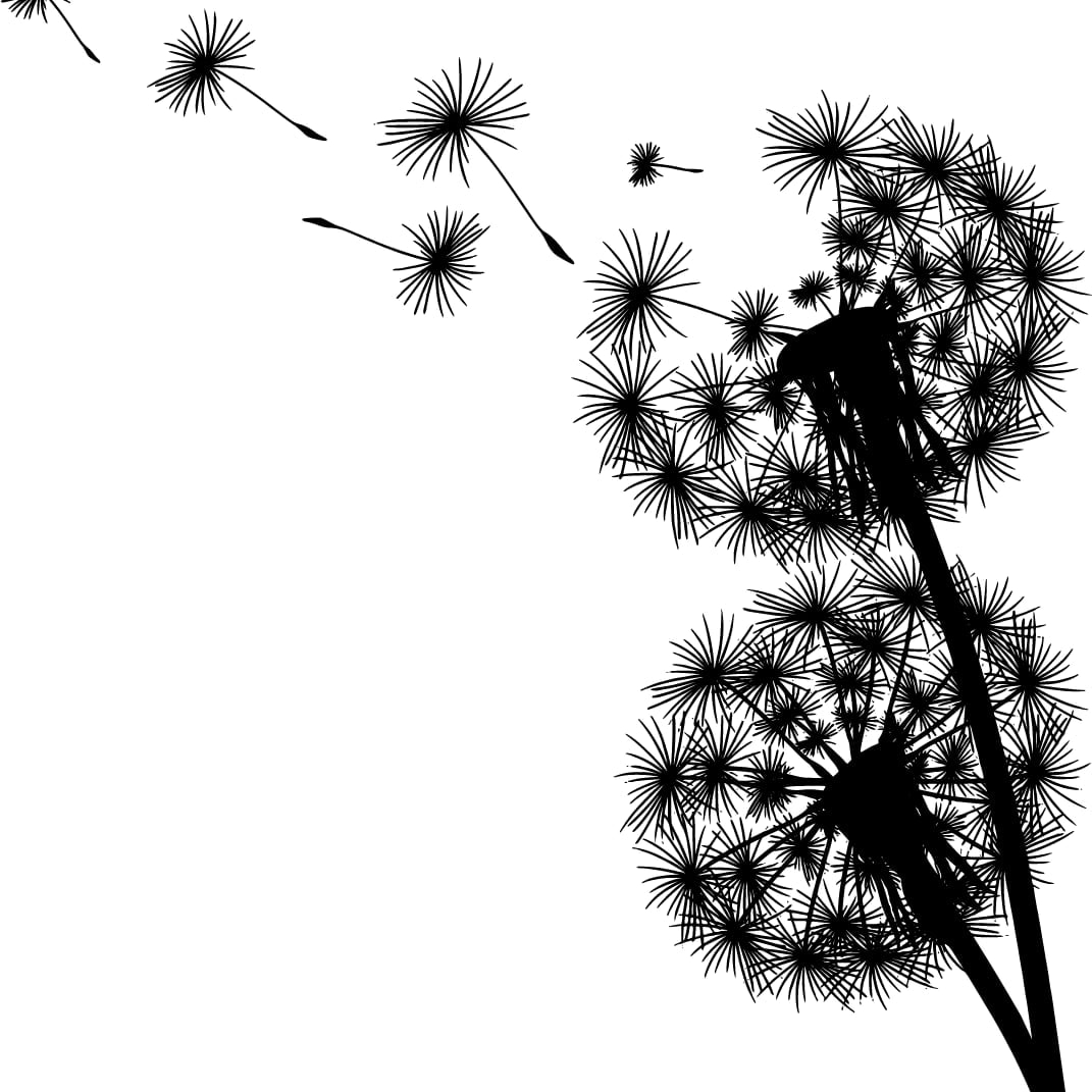 Dandelion Herbal
